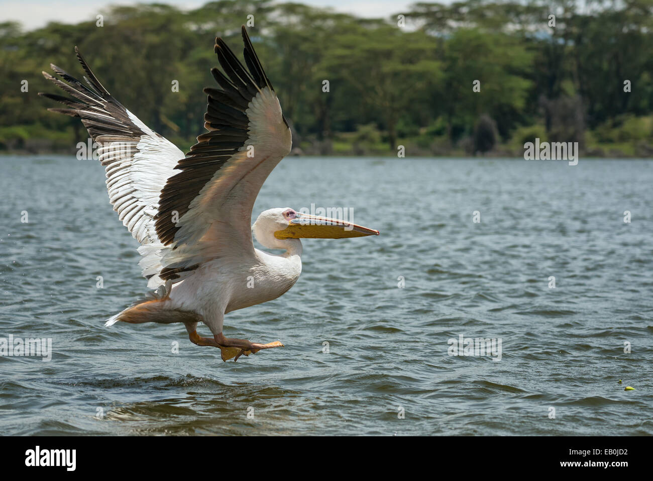 Great white pelican (Pelecanus onocrotalus) in flight at Lake Naivasha, Kenya Stock Photo