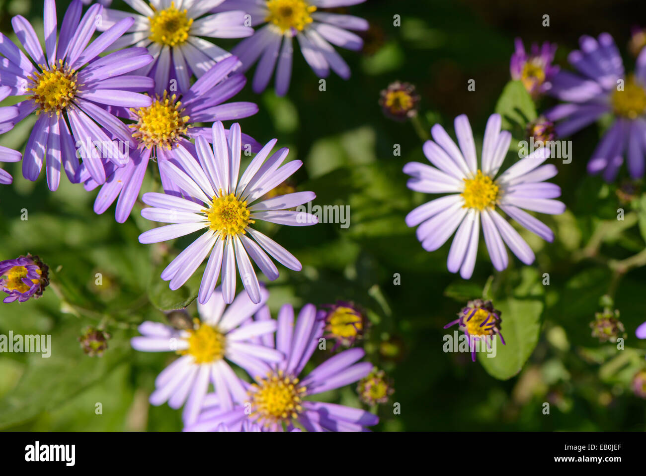 closeup of Korean starwort flowers in a field Stock Photo