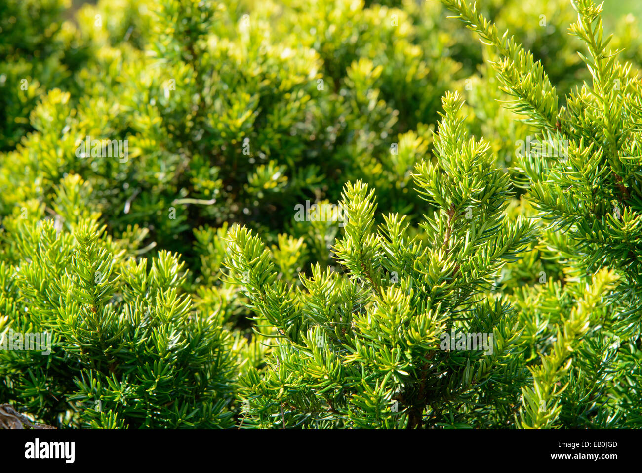 closeup of young yew branches in summer Stock Photo