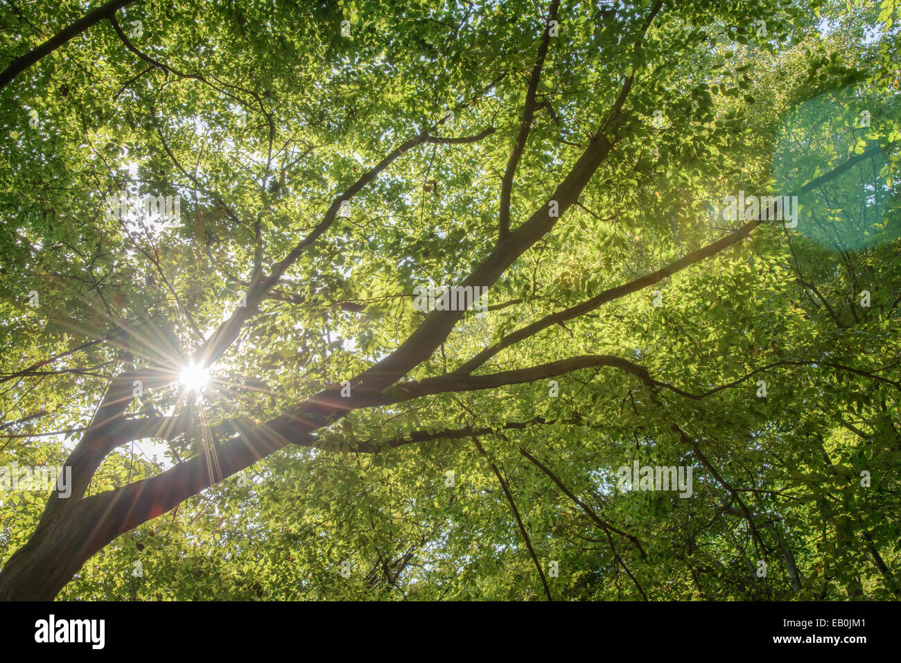 green leaves and branches with sunshine in a forest Stock Photo - Alamy
