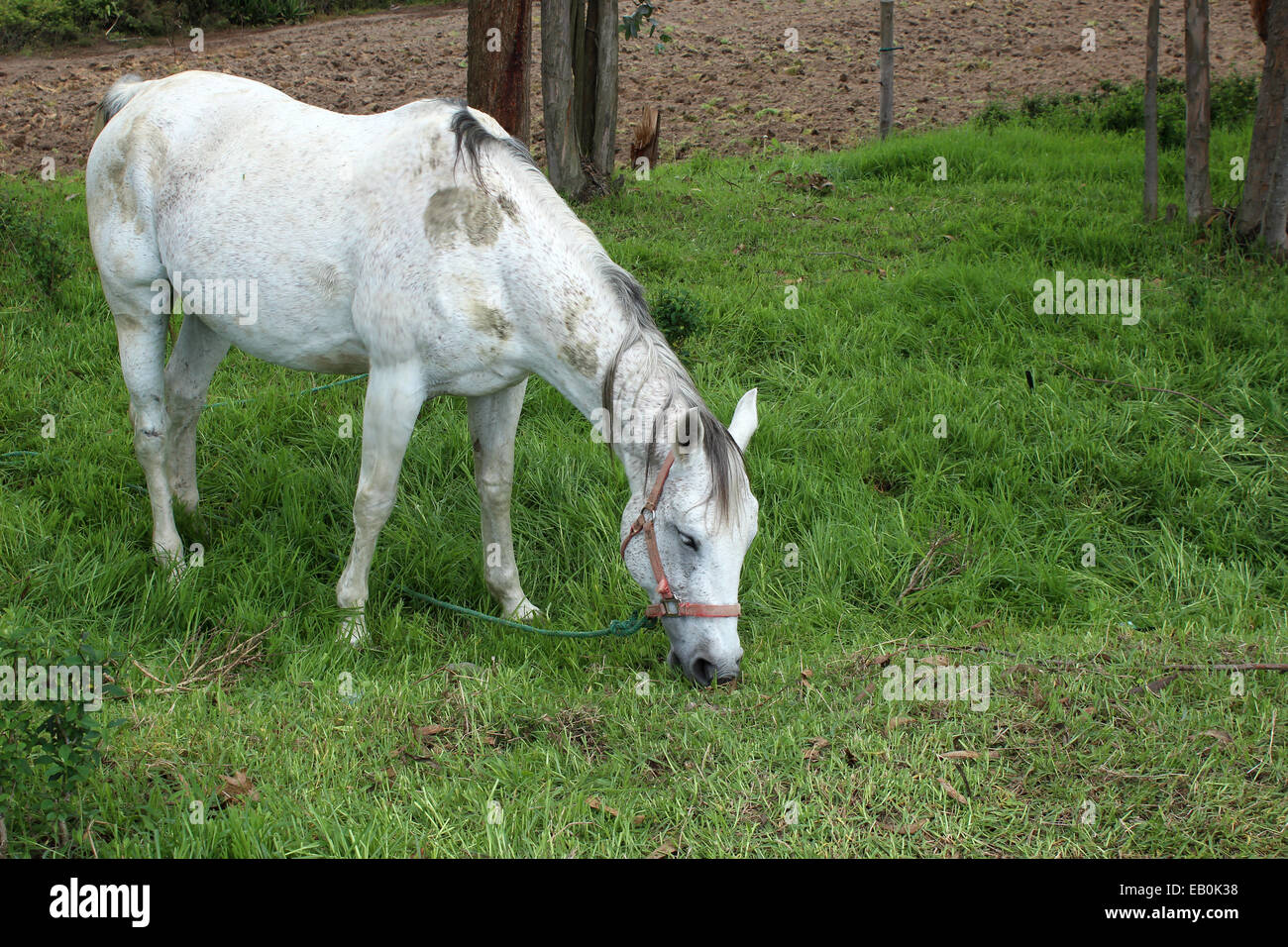 A horse standing in a farmers pasture on a farm in Cotacachi, Ecuador Stock Photo