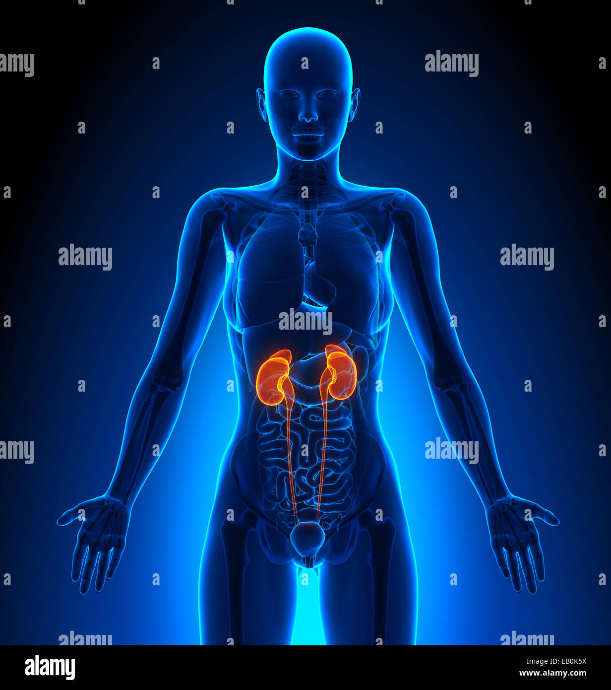 Kidneys - Female Organs - Human Anatomy Stock Photo