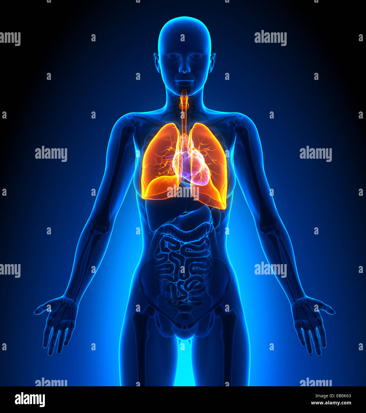 Lungs - Female Organs - Human Anatomy Stock Photo