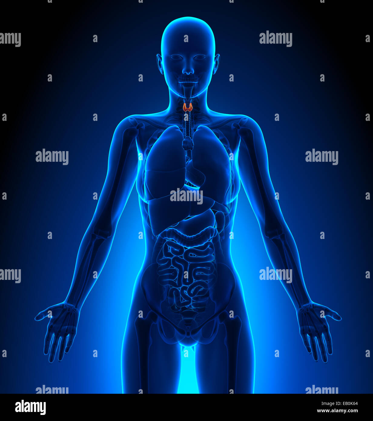 Thyroid - Female Organs - Human Anatomy Stock Photo
