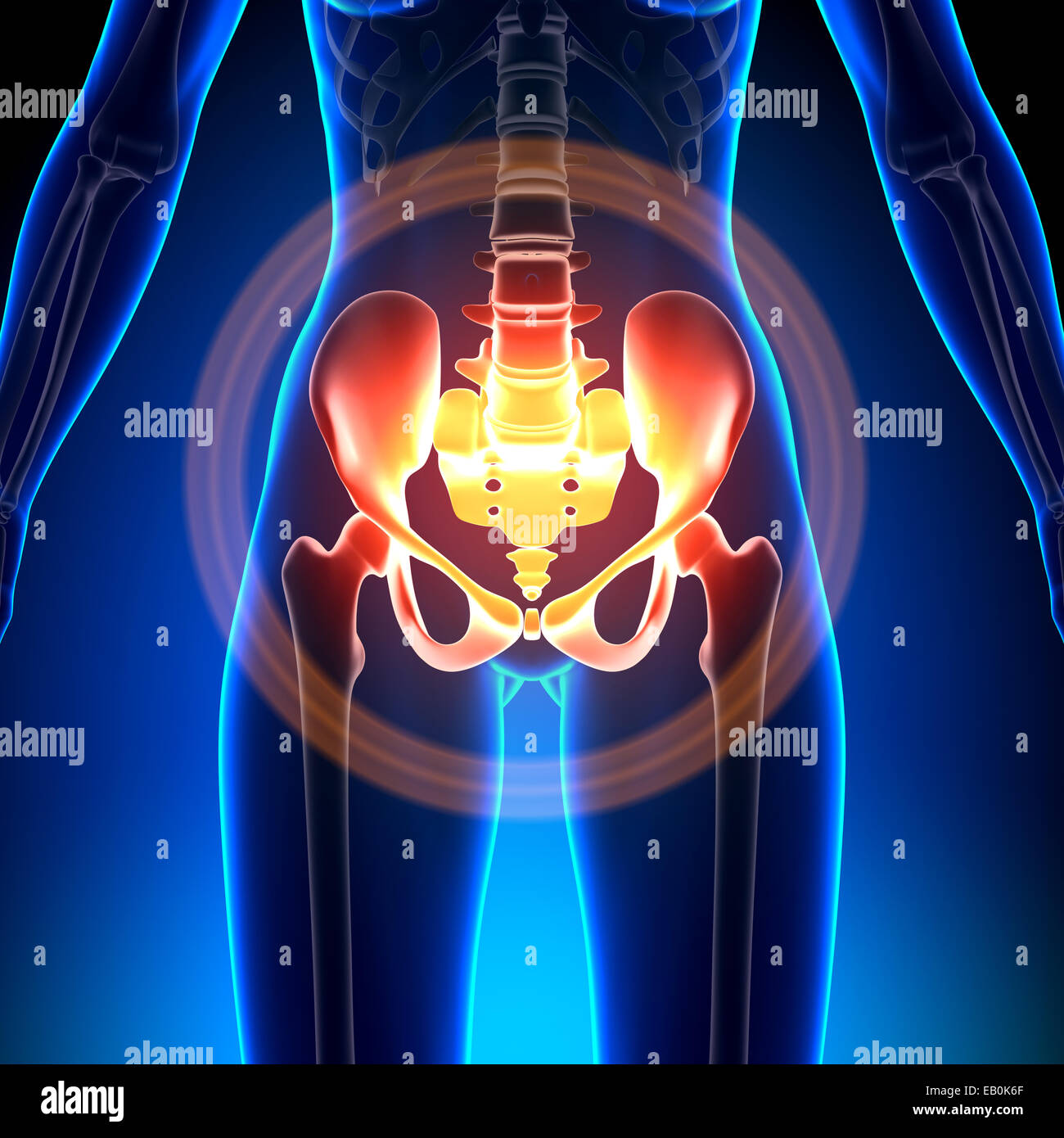 Female Hip / Sacrum / Pubis / Ischium / Ilium - Anatomy Bones Stock Photo