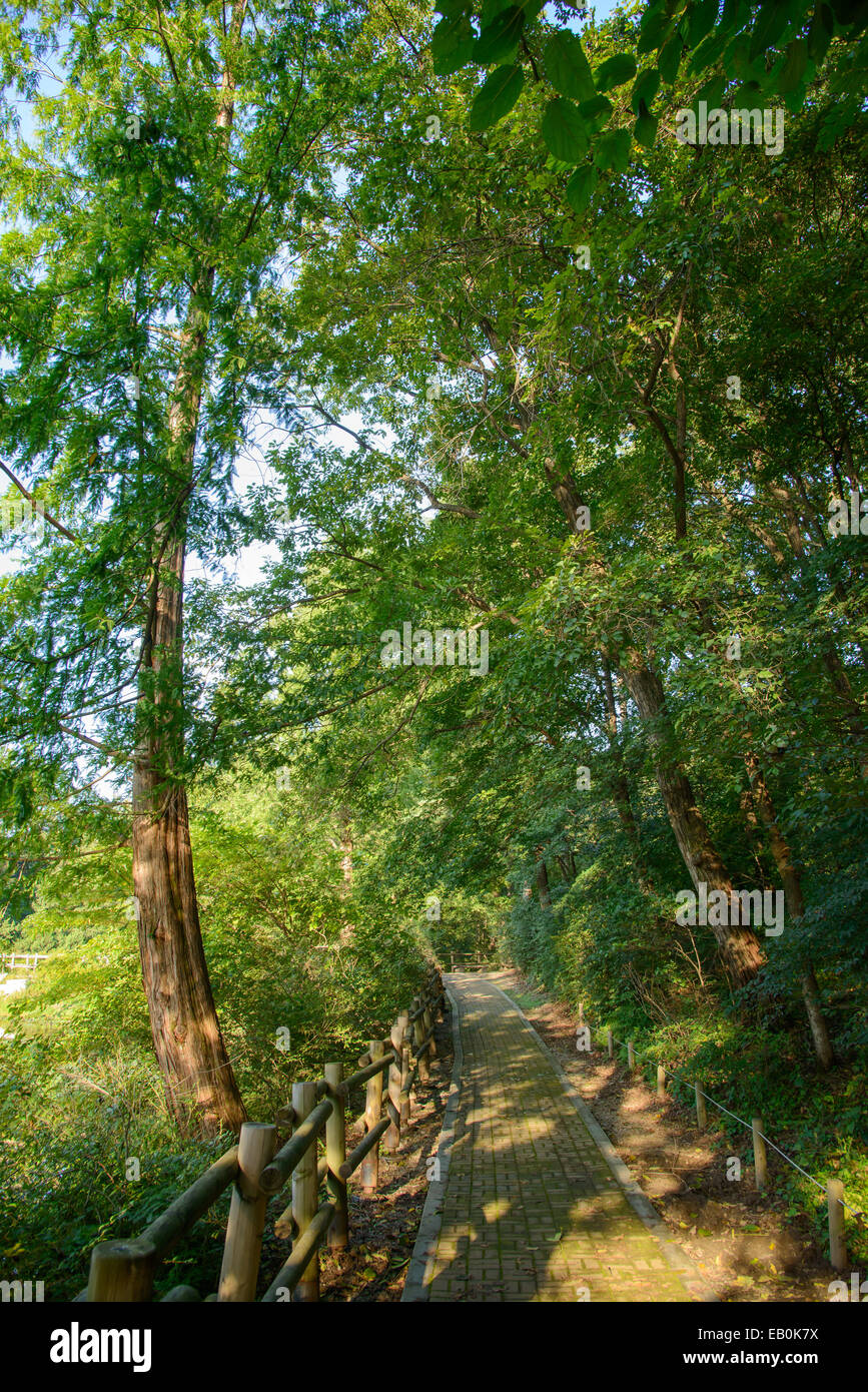 pathway with wooden banister in a forest Stock Photo