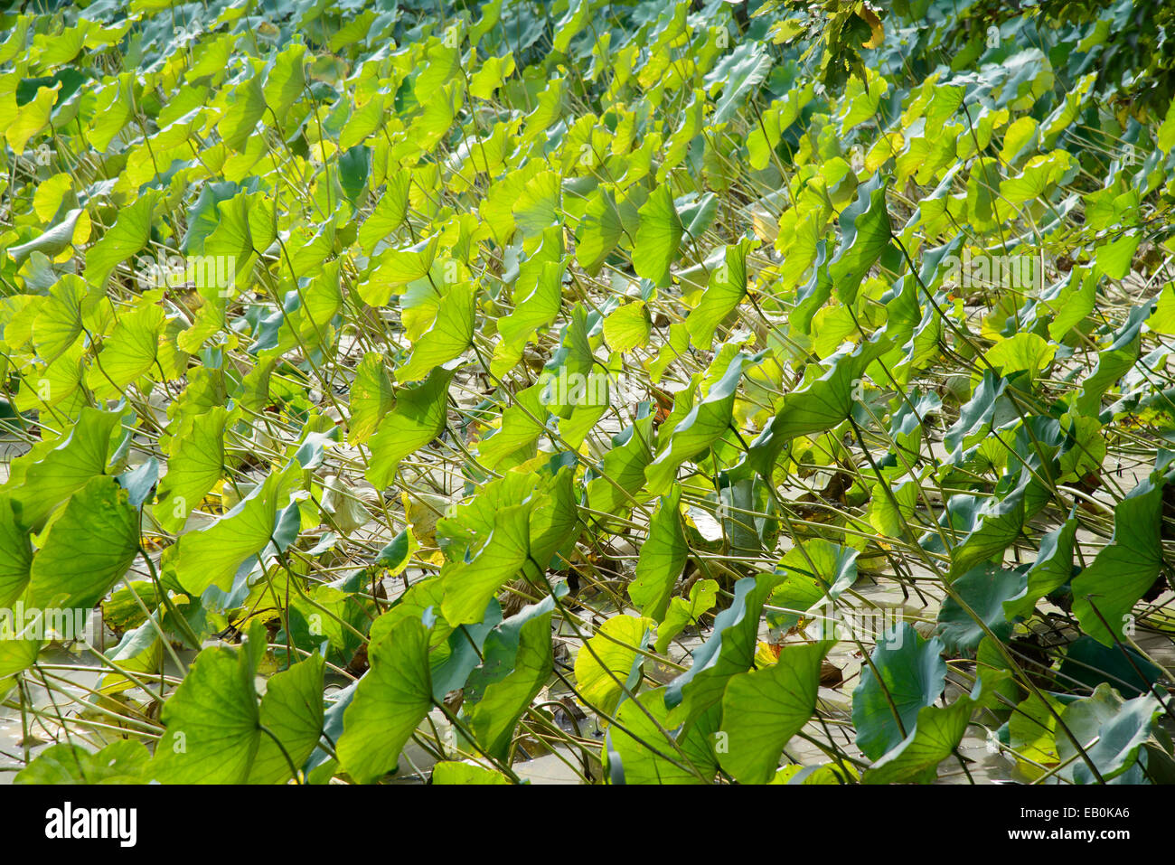 images of lotus leaves in a pond Stock Photo Alamy