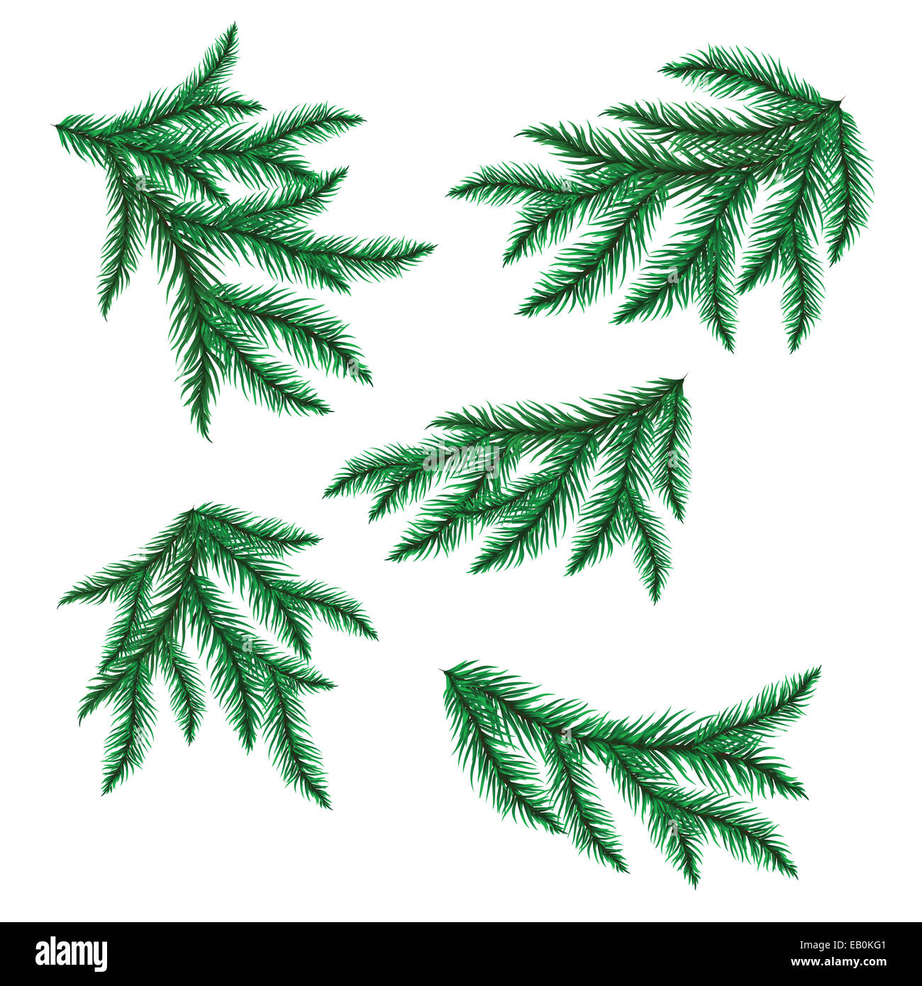 Pine branch isolated on white. Vector illustration Stock Photo - Alamy