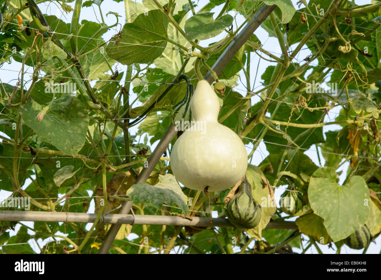 fresh gourds hanging on pole of farm Stock Photo