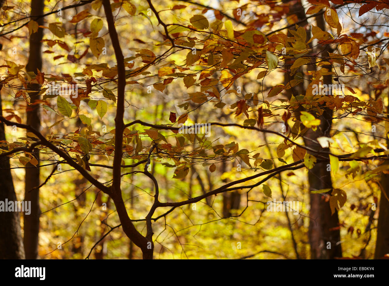 Fall color and changing of the seasons, New Jersey, USA Stock Photo Alamy