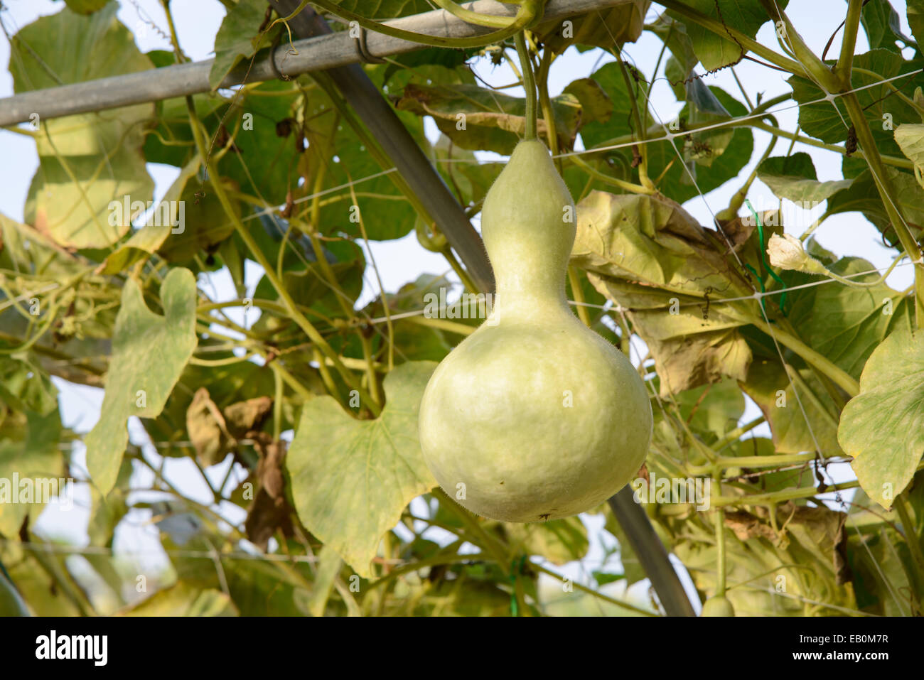 fresh gourds hanging on pole of farm Stock Photo