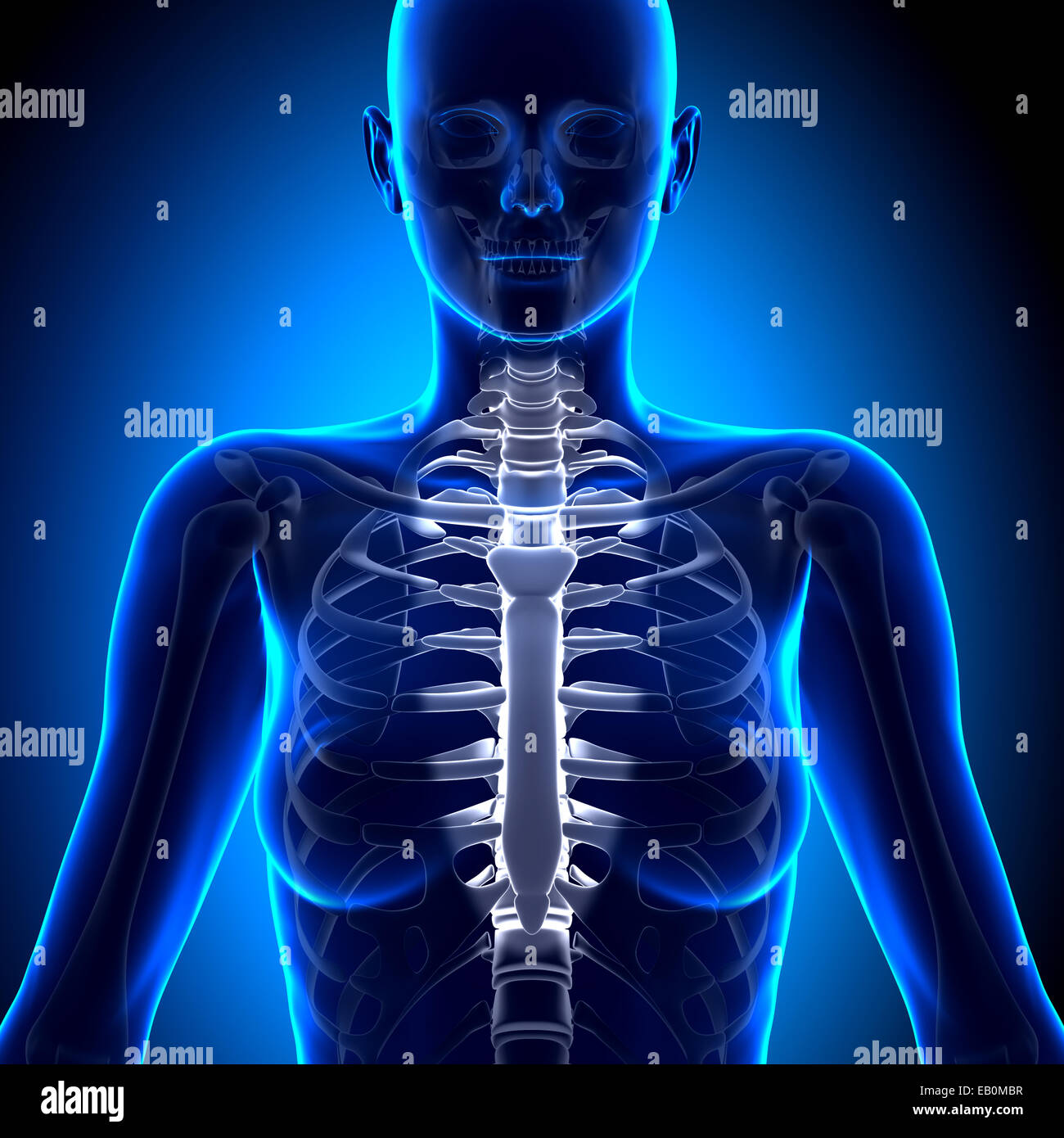 Female thorax anatomy hi-res stock photography and images - Alamy