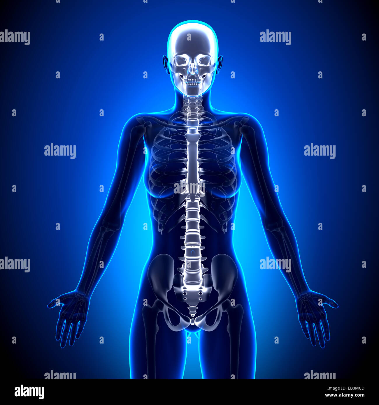 Xray of spinal cord hi-res stock photography and images - Alamy