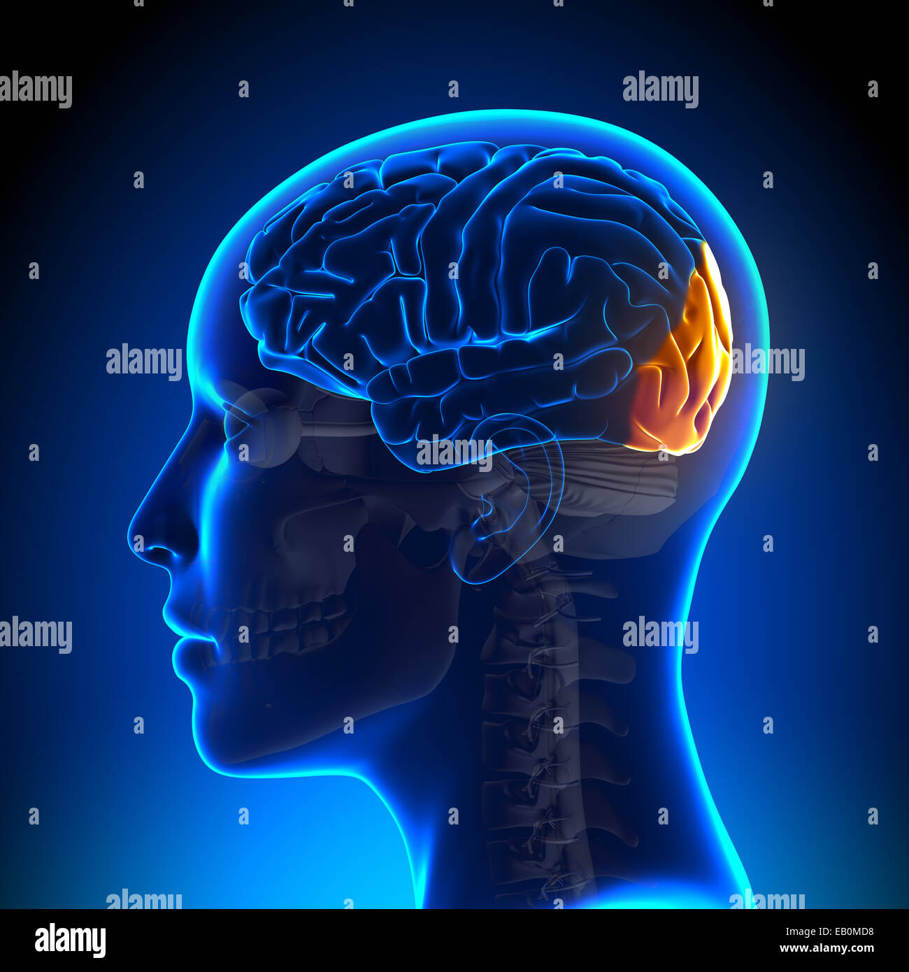 res stock photography and images Biology Diagrams