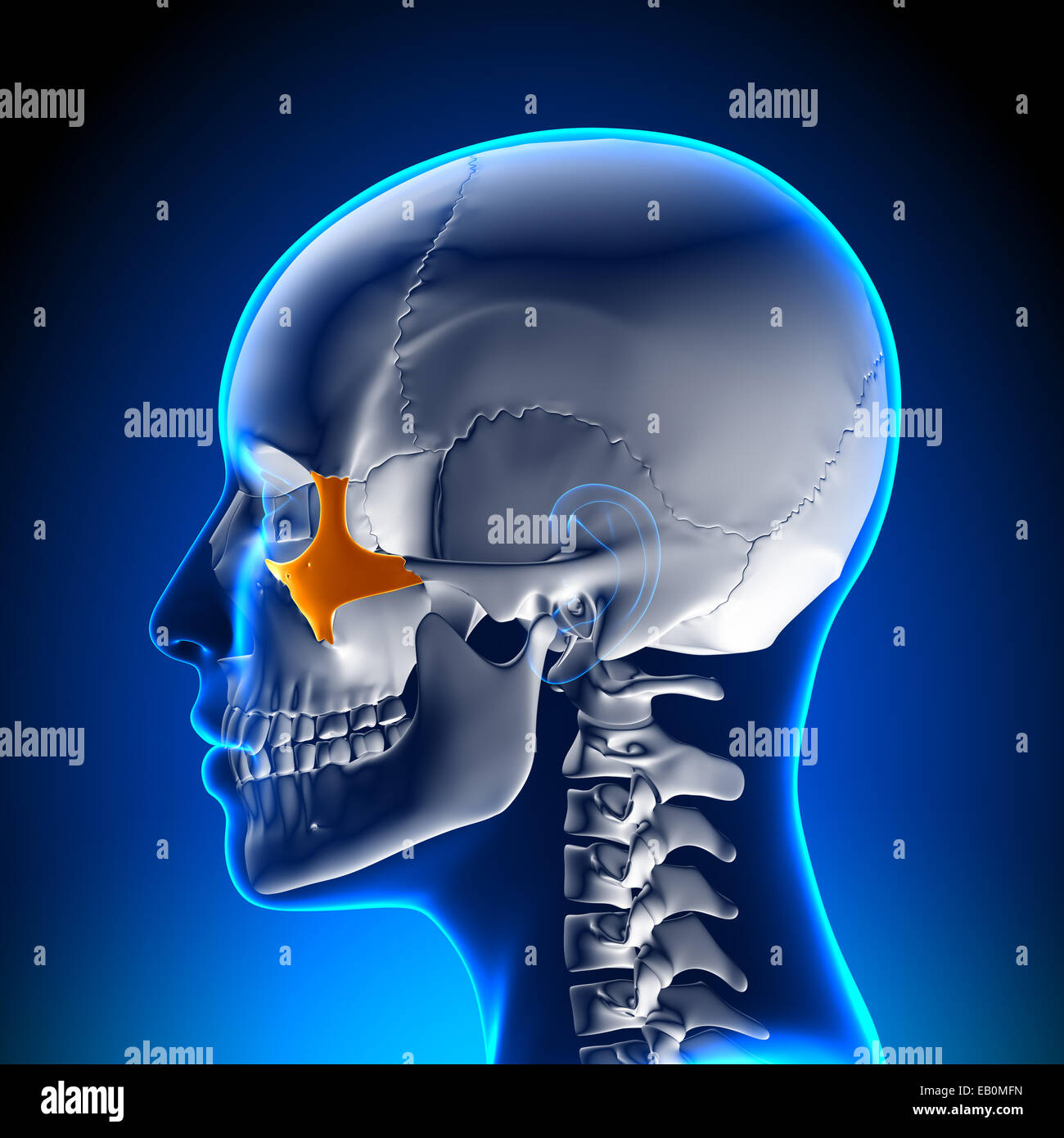 Zygomatic hi-res stock photography and images - Alamy