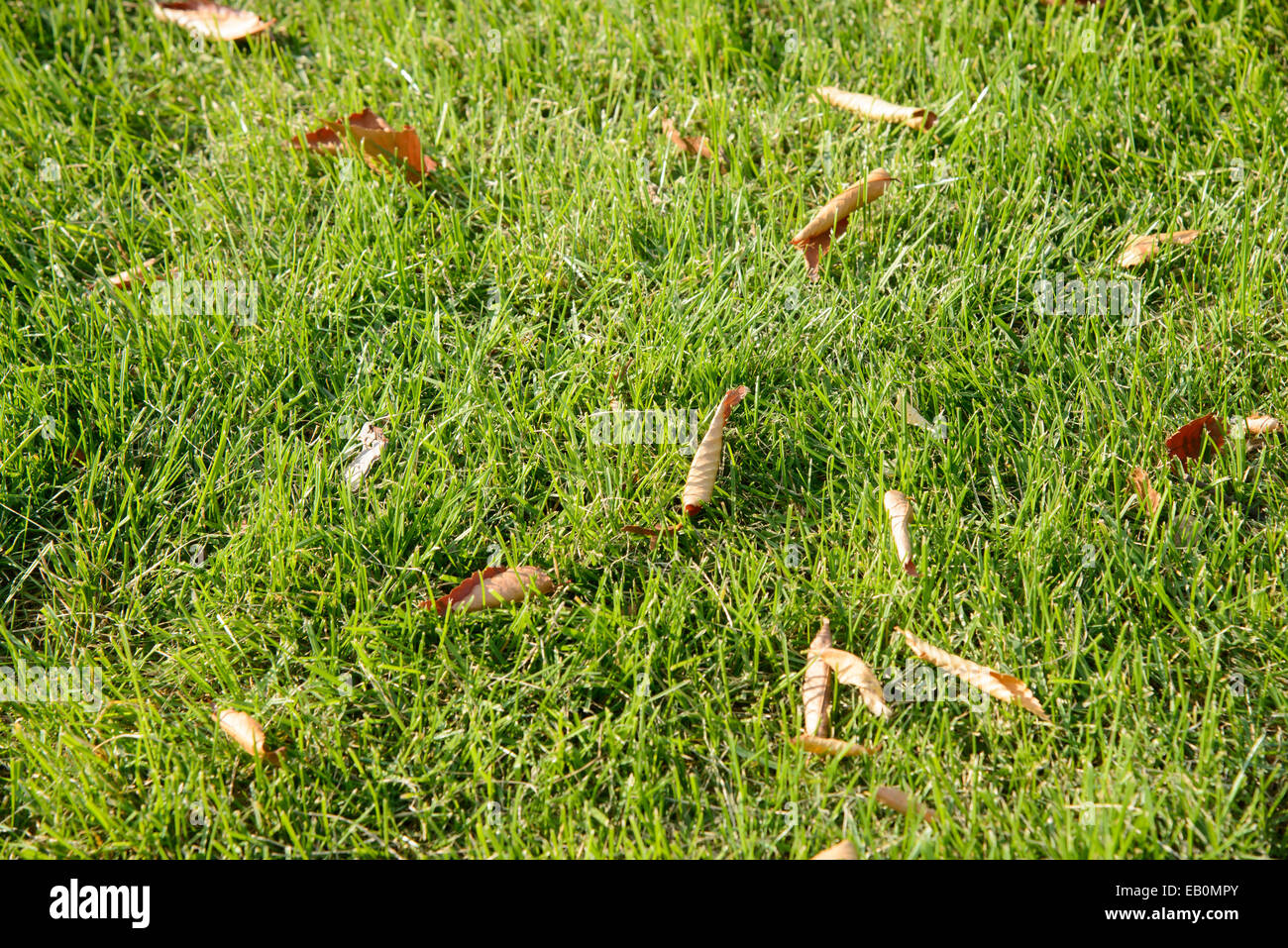 closeup of fallen leaves on a lawn Stock Photo