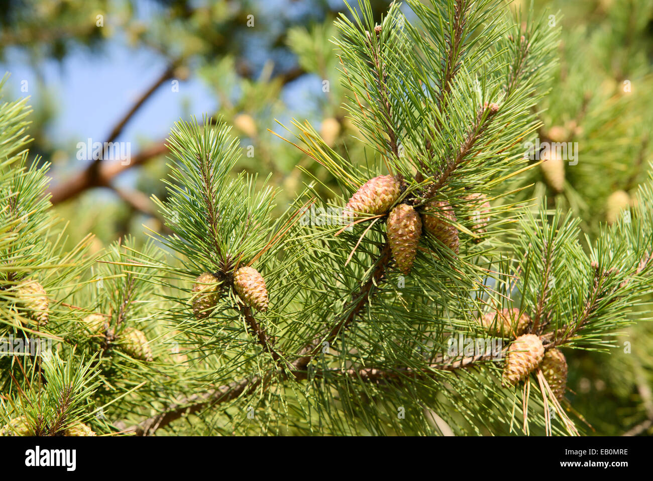 Green pine cones hi-res stock photography and images - Alamy