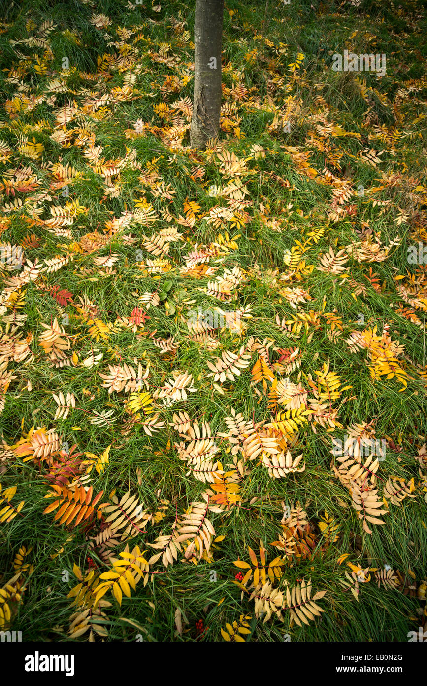 Fallen Rowan tree leaves in Autumn Stock Photo