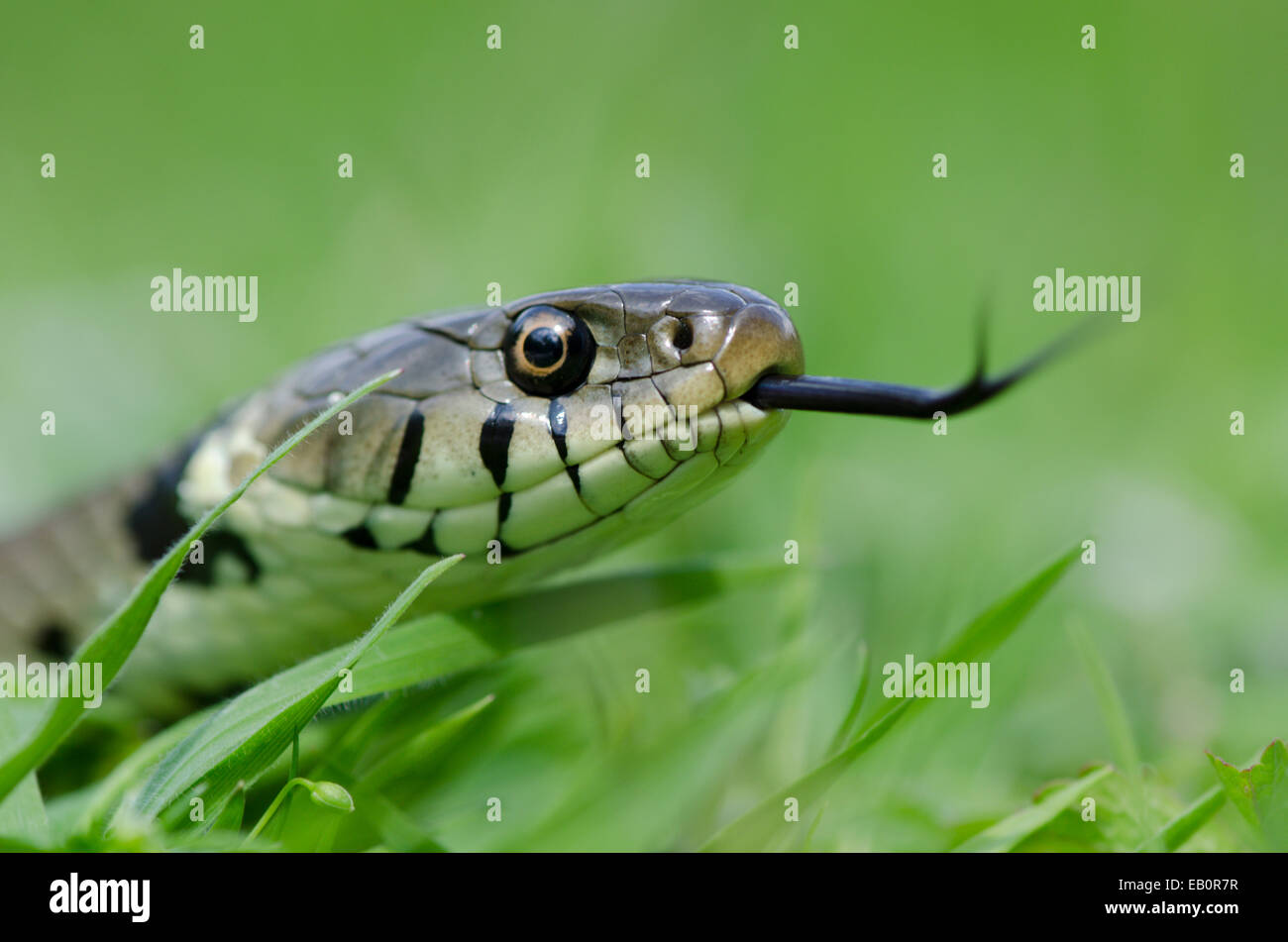Grass snake [Natrix natrix] in grass flicking forked tongue to taste the air. Sussex, UK. Stock Photo