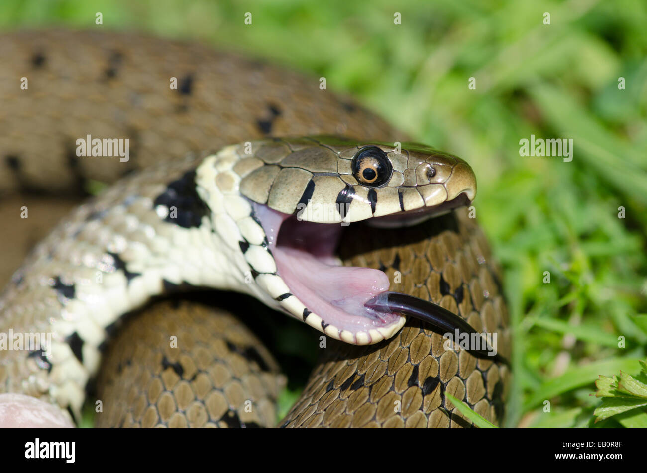 Grass snake [Natrix natrix] playing dead as a predator defense. Sussex, UK. Stock Photo