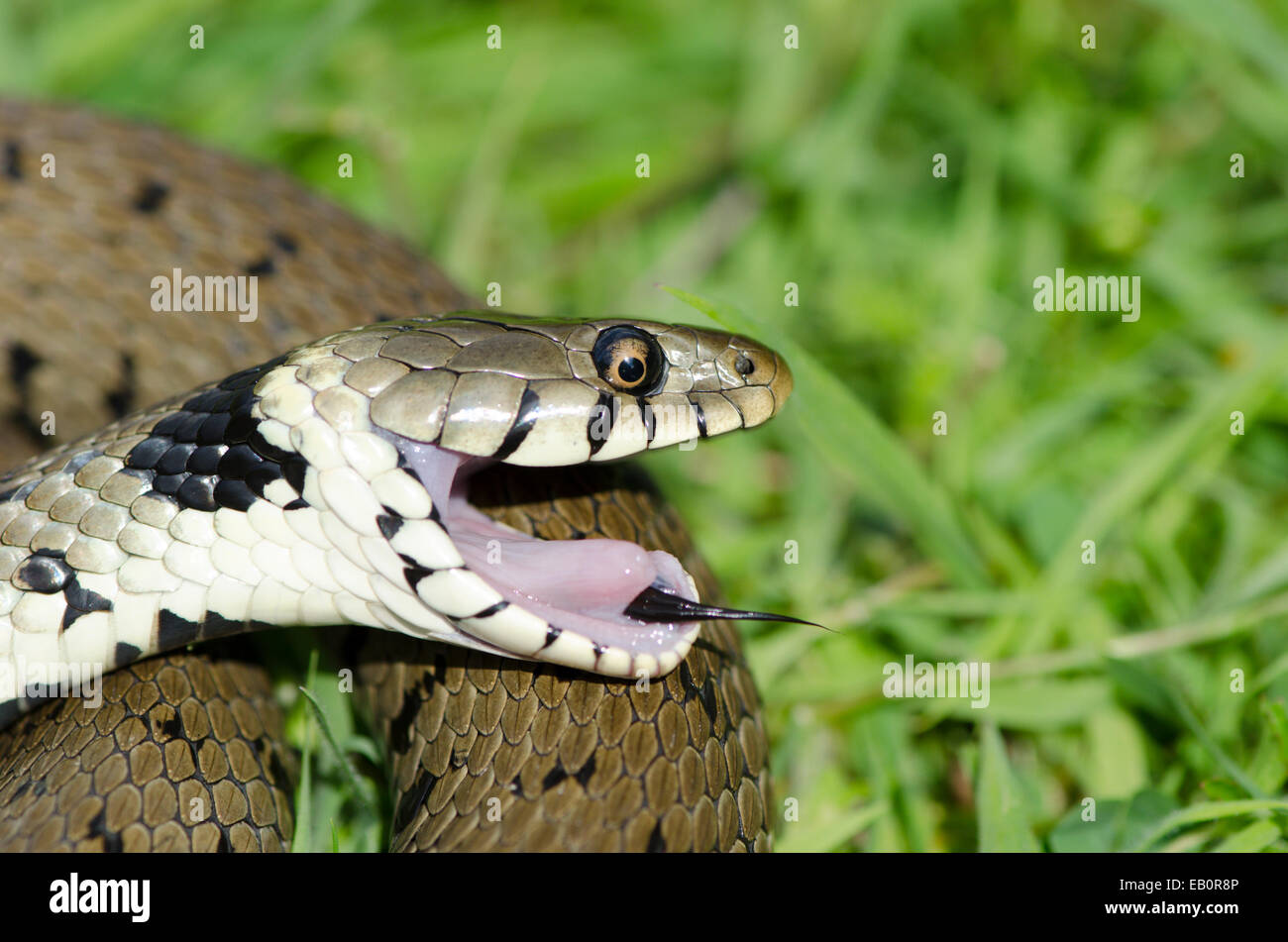 Grass snake [Natrix natrix] playing dead as a predator defense. Sussex, UK. Stock Photo