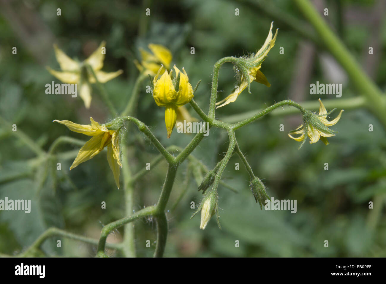 Close up of bright yellow honeysuckle plant flowers in summer Stock Photo