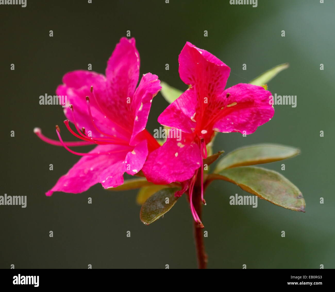 Close up on red flower Yama tsutsuji, japanese azalea or rhododendron kaempferi Stock Photo
