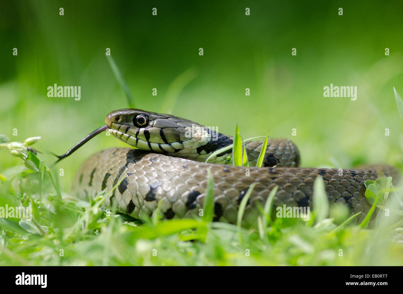 Grass snake [Natrix natrix] coiled and resting. Sussex, UK. Stock Photo
