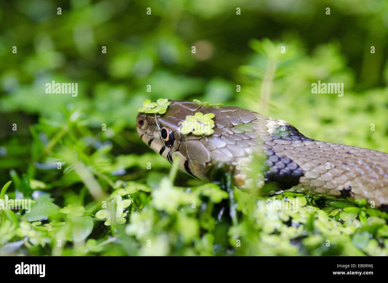 Grass snake [Natrix natrix] in pond water Stock Photo