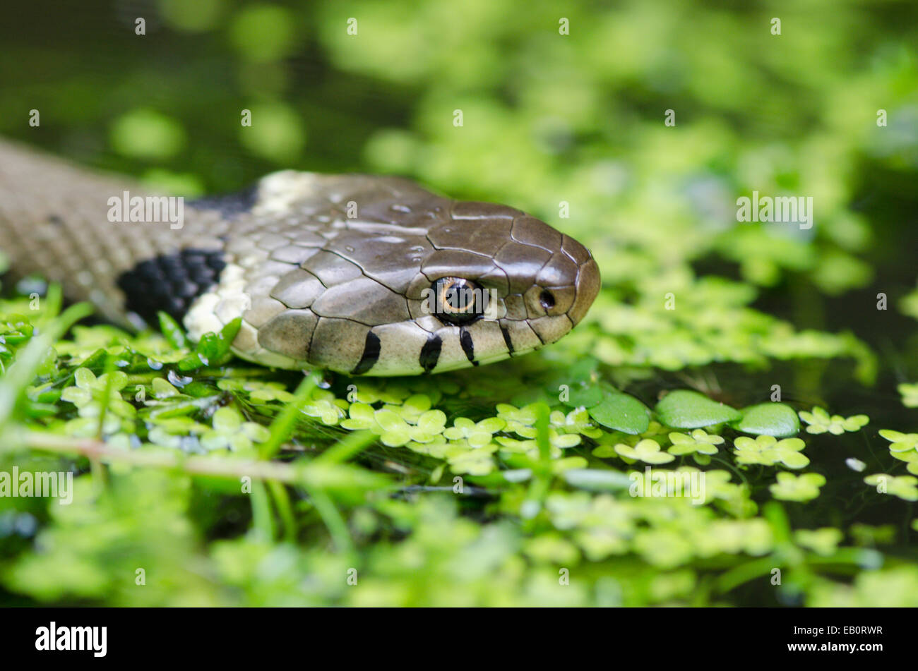 Grass snake [Natrix natrix] in pond water Stock Photo