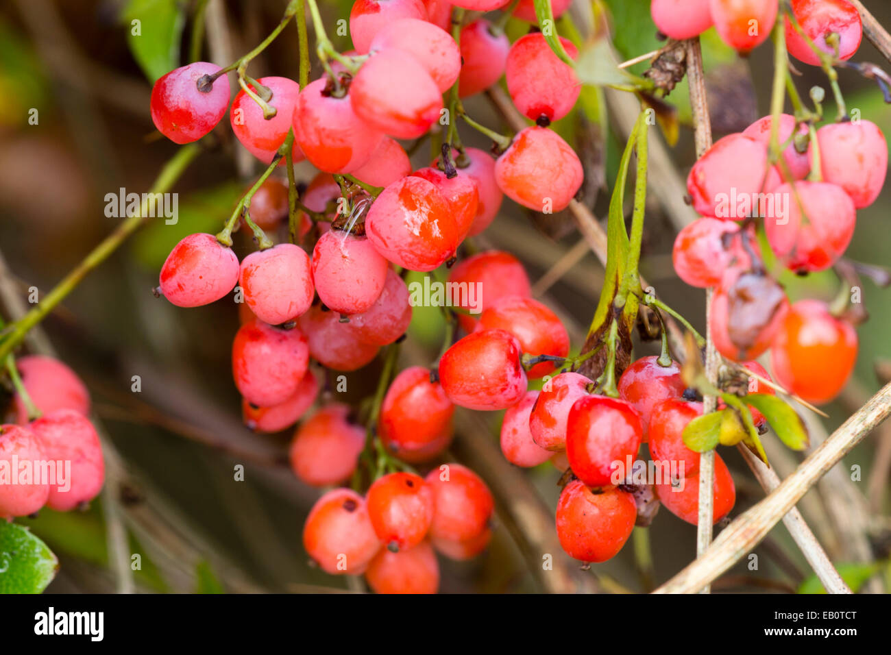 Powdery pink bloom adorns the red autumn berries of Berberis wilsoniae Stock Photo