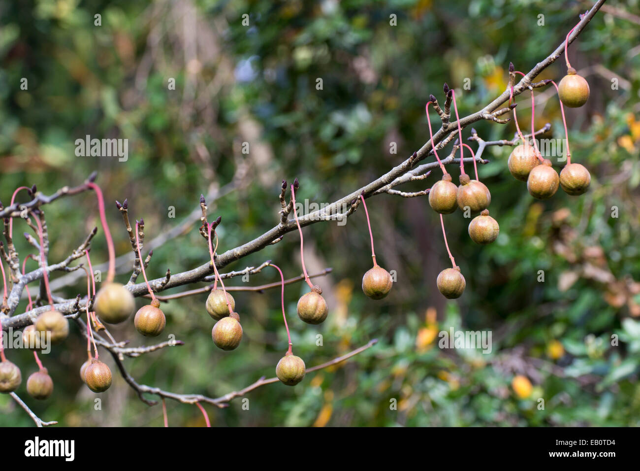 Autumn fruit of the handkerchief tree, Davidia involucrata Stock Photo