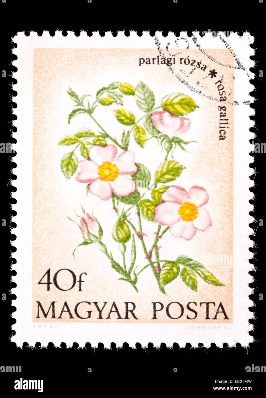 Postage stamp from Hungary depicting Gallic rose or French rose (Rosa ...