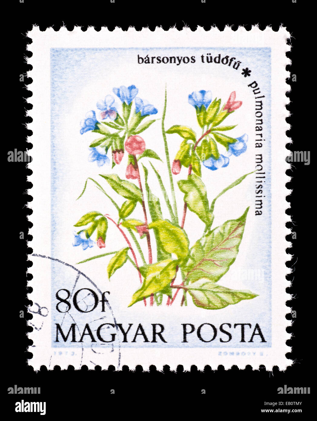 Postage stamp from Hungary depicting lungwort flowers (Pulmonaria ...