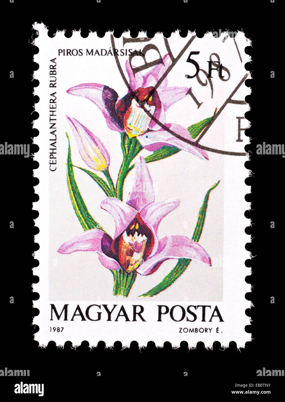 Postage stamp from Hungary depicting Red Helleborine flowers ...