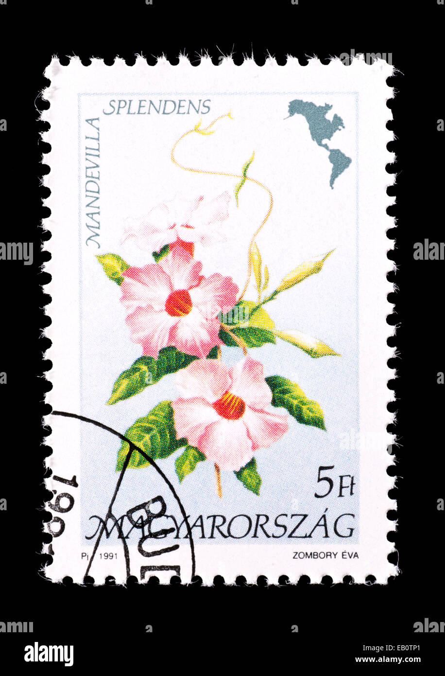 Postage stamp from Hungary depicting pink allamanda flowers (Mandevilla splendens) Stock Photo