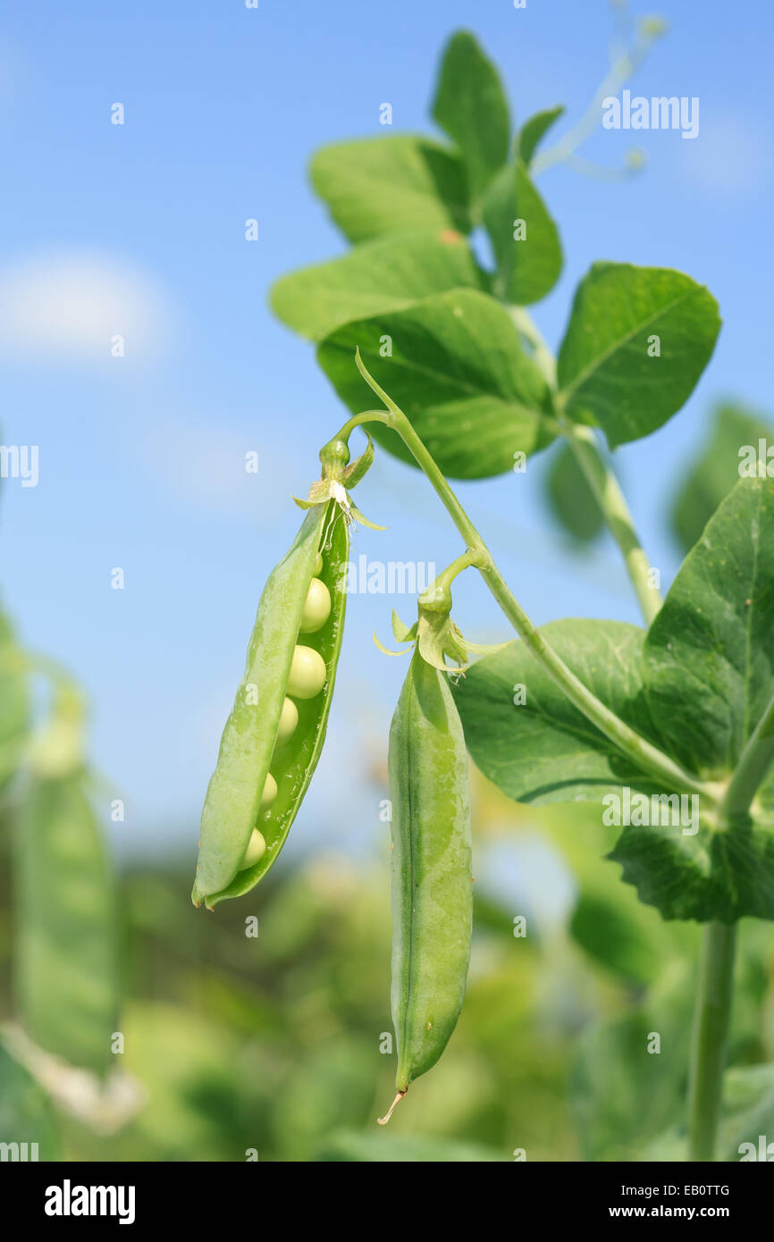 Closeup two opened green peas pods on twig in garden blue sky Stock Photo Alamy