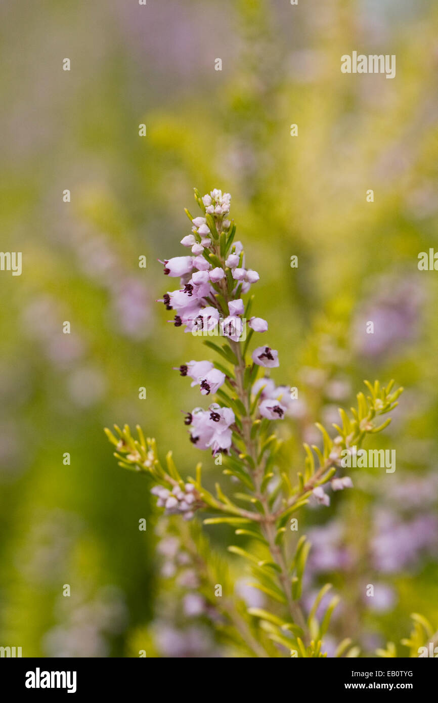Heathers garden august hires stock photography and images Alamy