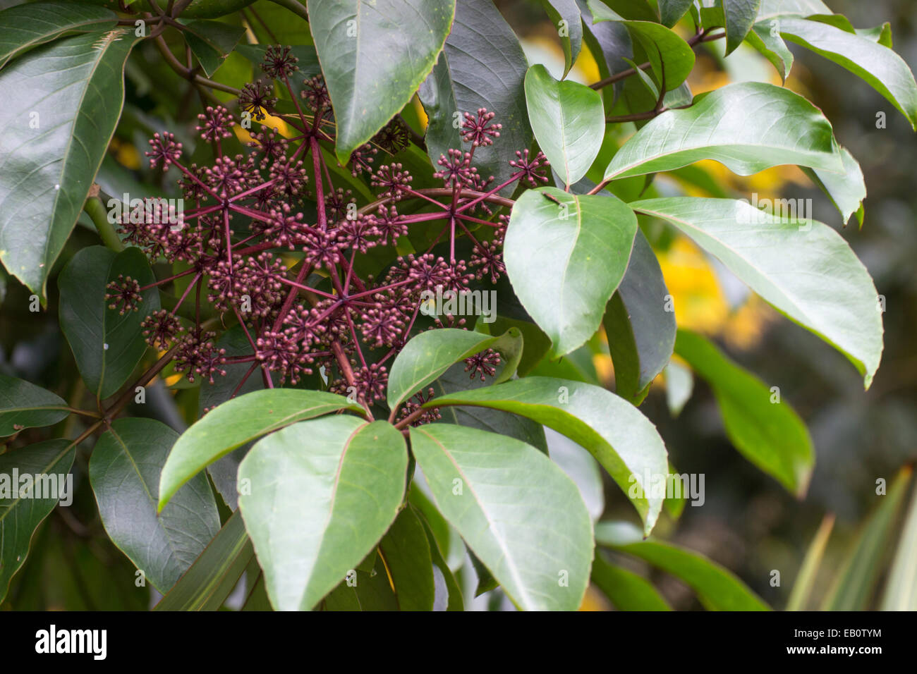 Large, glossy evergreen leaves frame the flower buds of the New Zealand native, Pseudopanax laetus Stock Photo