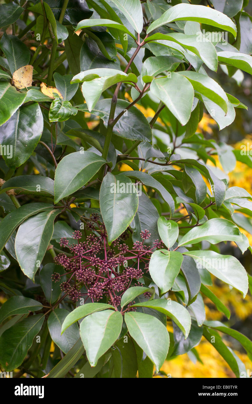 Large, glossy evergreen leaves frame the flower buds of the New Zealand native, Pseudopanax laetus Stock Photo