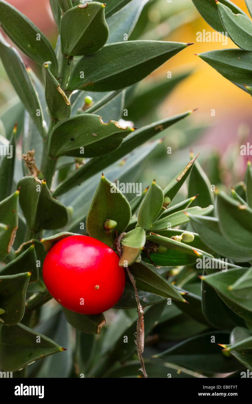 Red autumn berry and  cladodes of the butcher's broom, Ruscus aculeatus Stock Photo