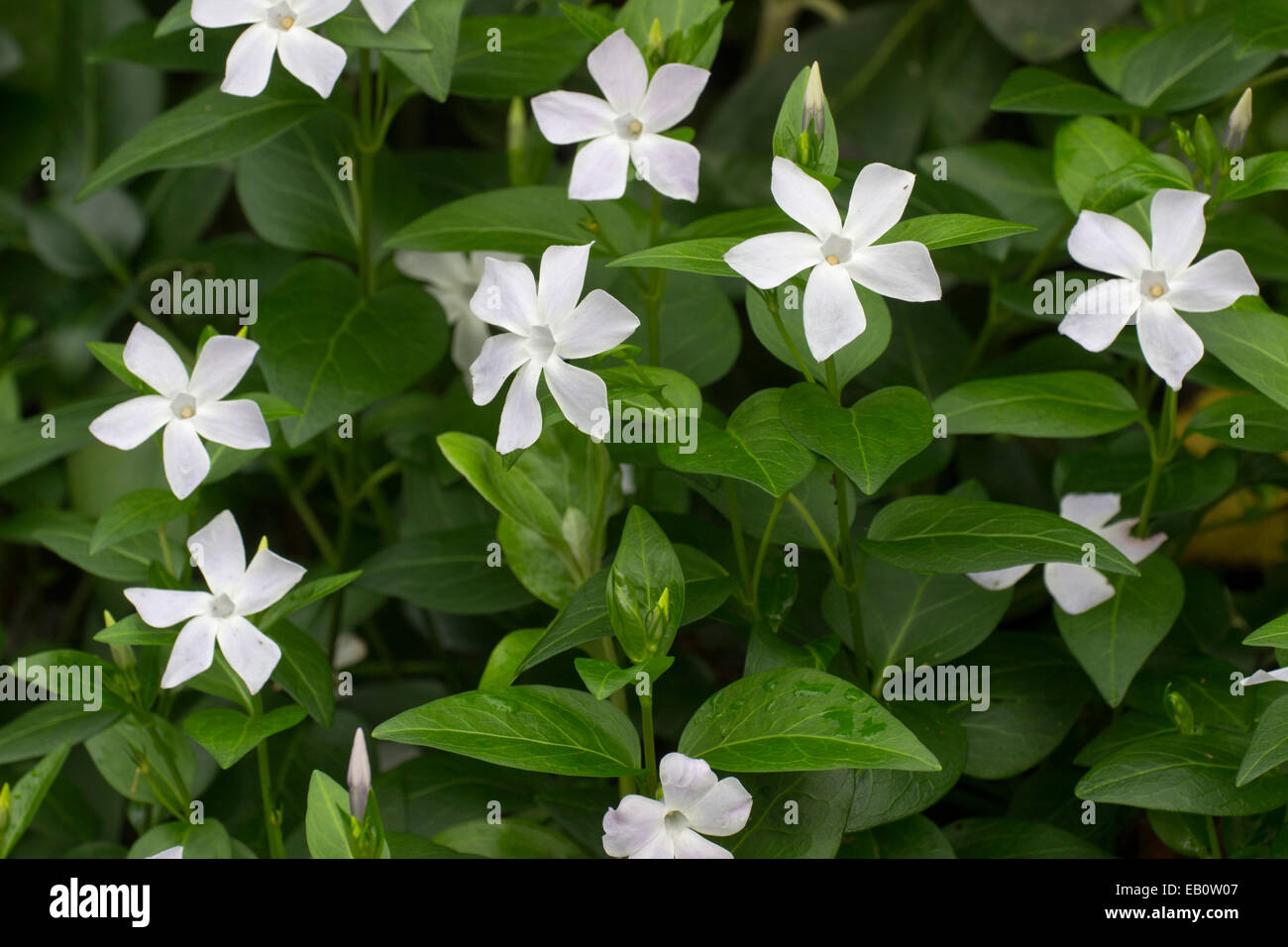 Late November flowers of the evergreen groundcover, Vinca difformis
