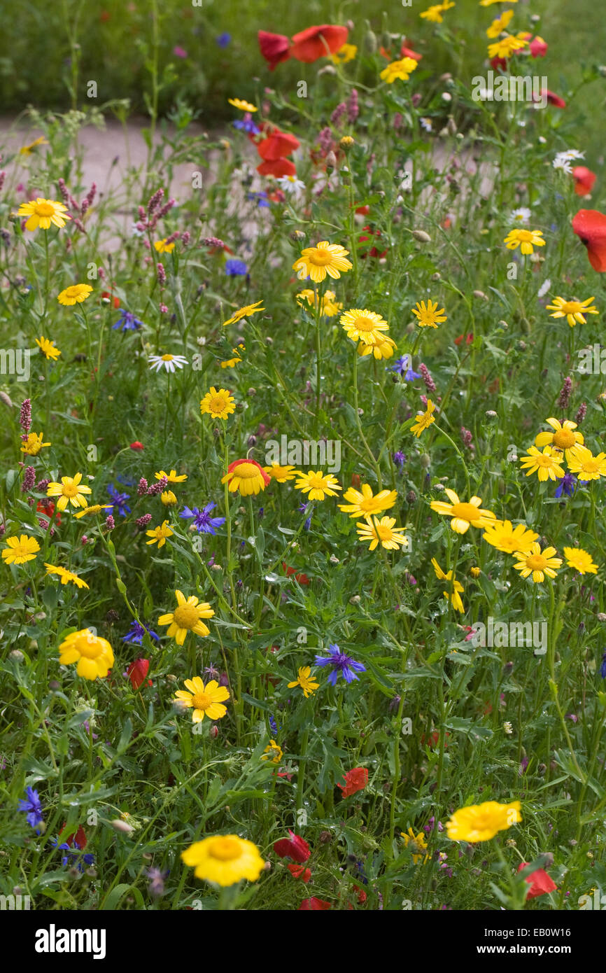 Annual Wildflowers High Resolution Stock Photography and Images - Alamy