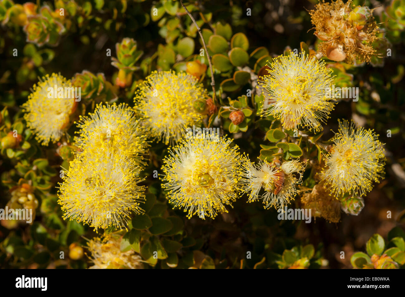 Melaleuca megacephala in Kalbarri NP, WA, Australia Stock Photo