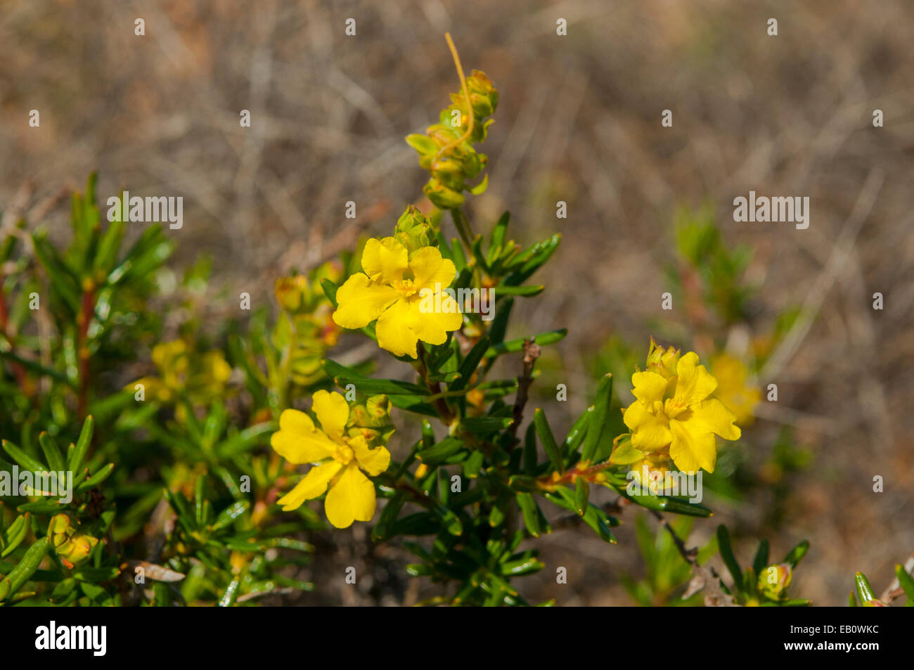 Hibbertia glomerosa, Guinea Flower in Kalbarri NP, WA, Australia Stock Photo