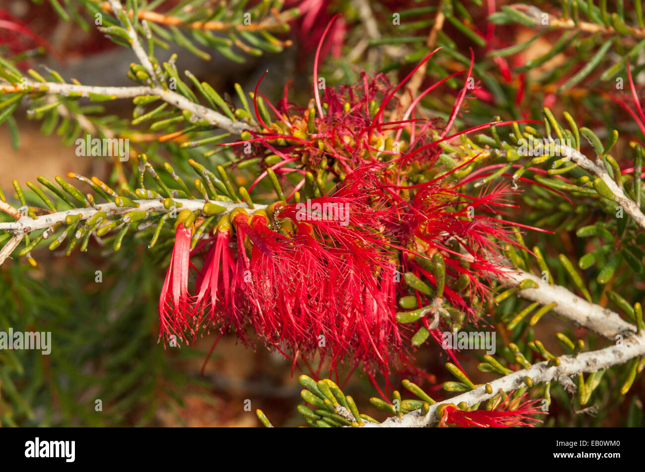 Calothamnus asper, Rough Netbush in Kalbarri NP, WA, Australia Stock Photo