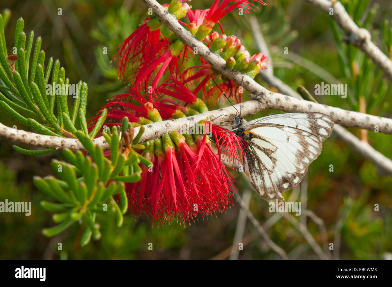 Butterfly on Calothamnus asper, Rough Netbush in Kalbarri NP, WA, Australia Stock Photo