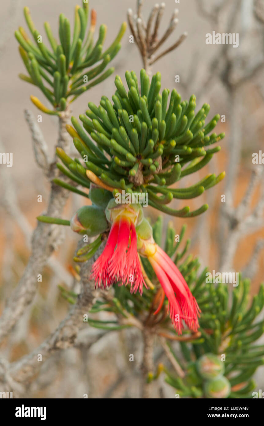Calothamnus validus, Barrens Clawflower in Kalbarri NP, WA, Australia Stock Photo
