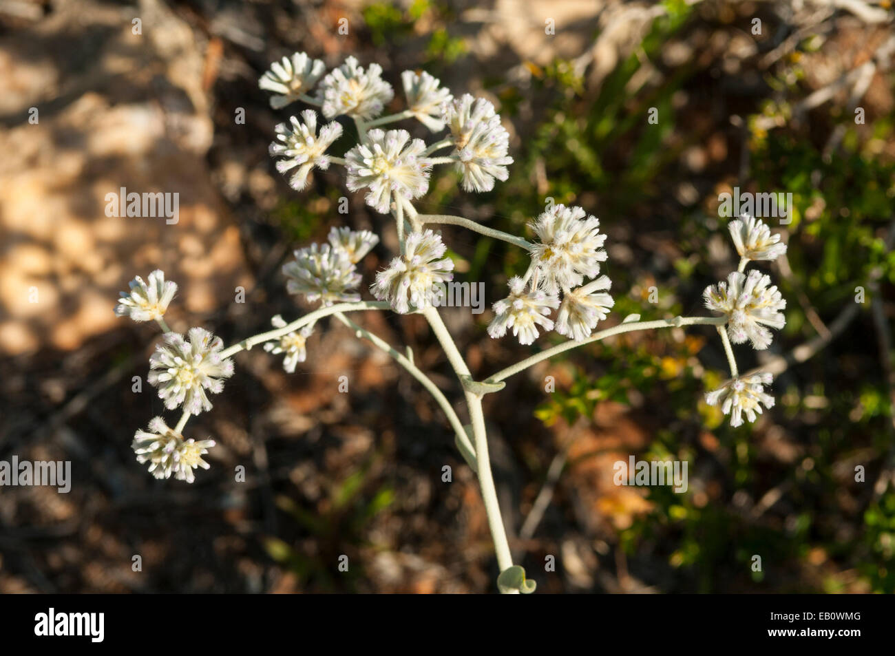 Asteridea archeri, Gypsum Daisy in Kalbarri NP, WA, Australia Stock Photo