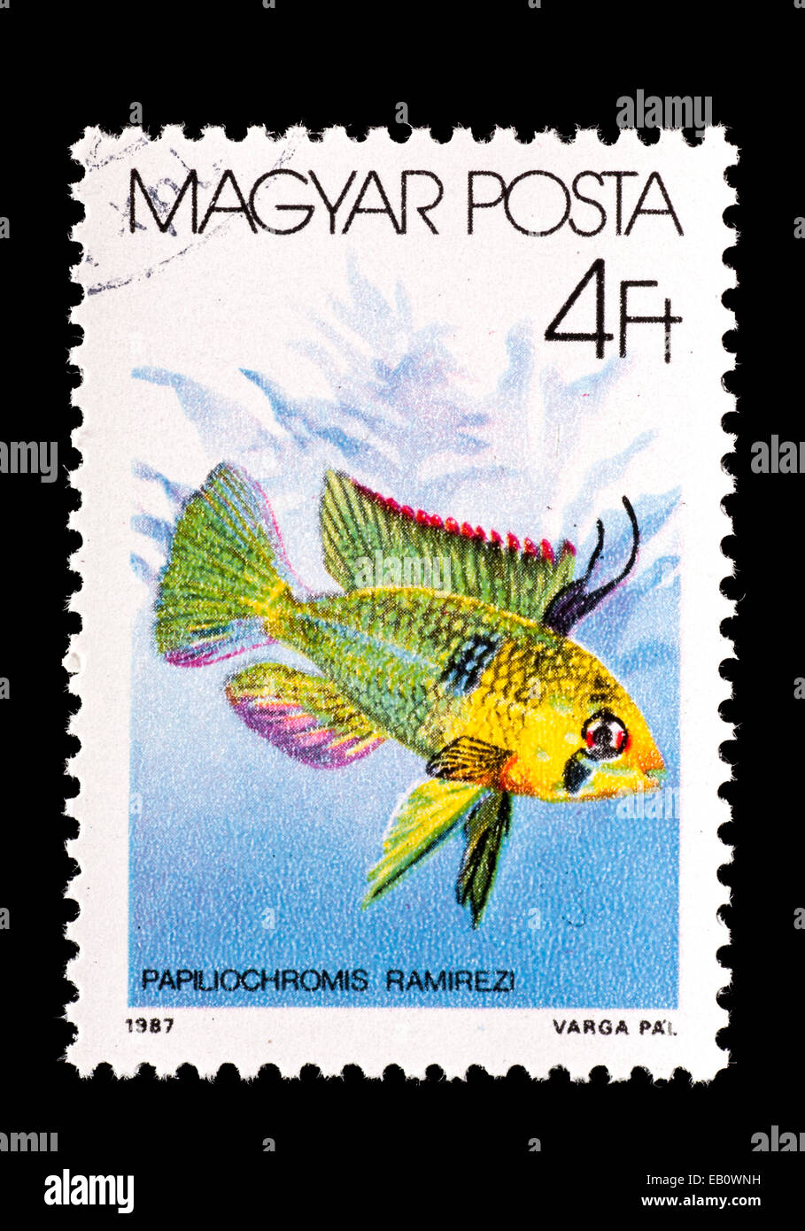 Postage stamp from Hungary depicting a ram cichlid fish (Papiliochromis ramirezi) Stock Photo